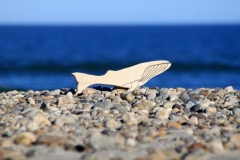 WhiteHumpbackWhale03