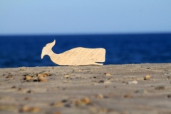 WhiteSpermWhale07